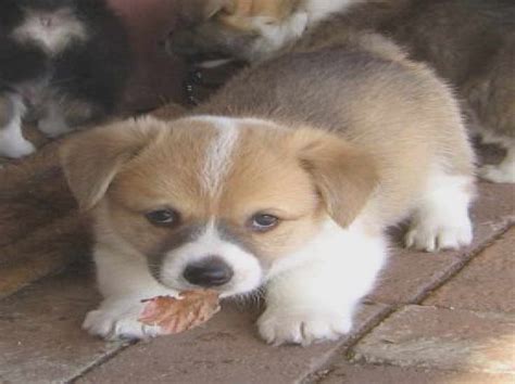 corgi puppies for sale portland oregon